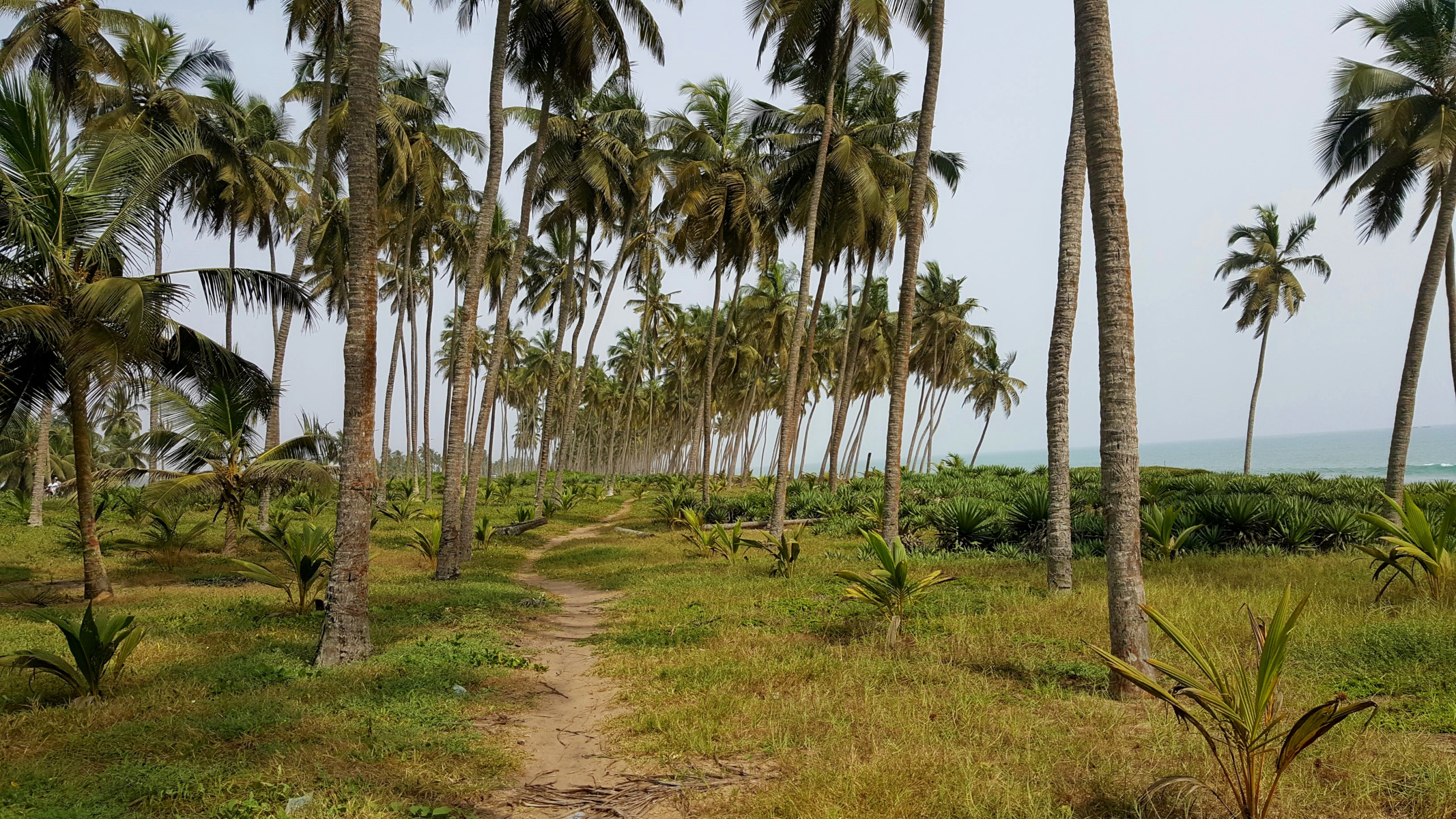 Bei einem Strandspaziergang unter Palmen lässt sich der Tag genießen. Bei einem Strandspaziergang unter Palmen lässt sich der Tag genießen.