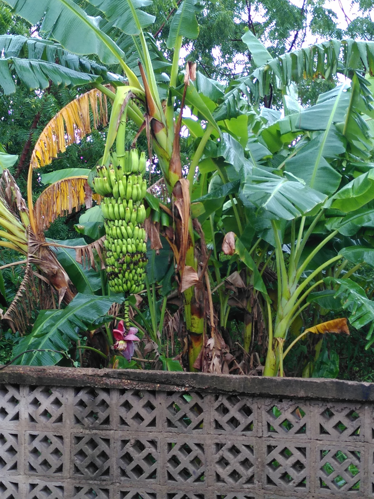 Neben vielen herzhaften Speisen gibt es eine große Auswahl an frischen Früchten. Neben vielen herzhaften Speisen gibt es eine große Auswahl an frischen Früchten.