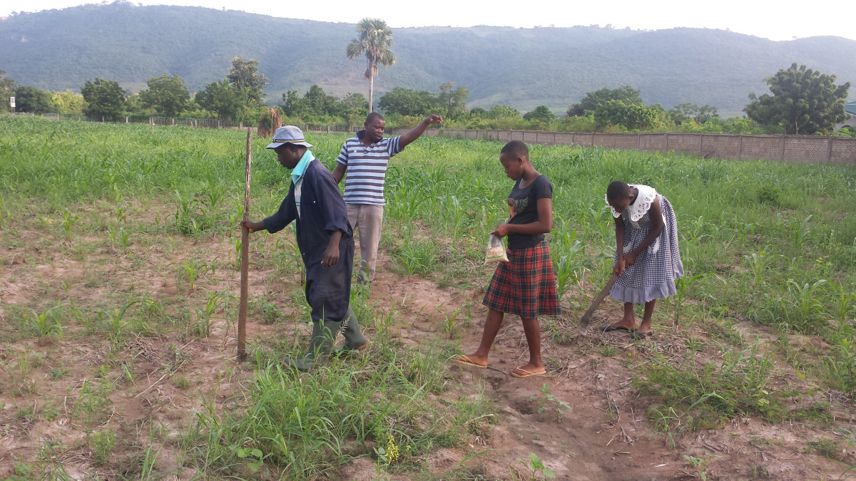 Gemeinsam wird Mais gepflanzt. 04.jpg
