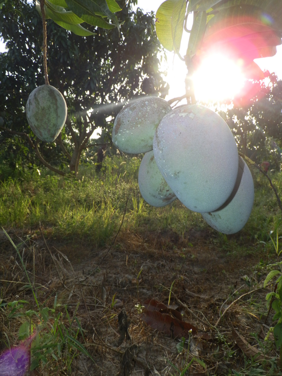 Und irgendwann war es soweit, die ersten Mangos konnten geerntet werden Und irgendwann war es soweit, die ersten Mangos konnten geerntet werden