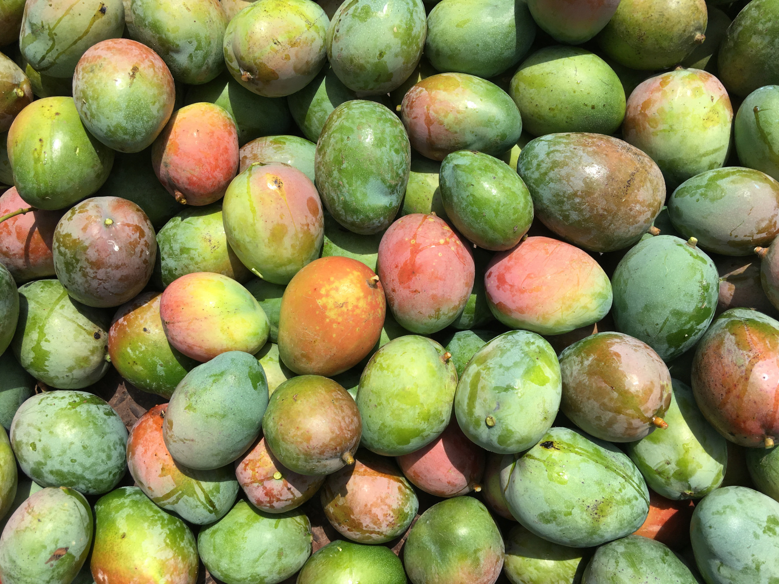 Die geernteten Mangos werden zum Großteil auf dem Markt verkauft Die geernteten Mangos werden zum Großteil auf dem Markt verkauft